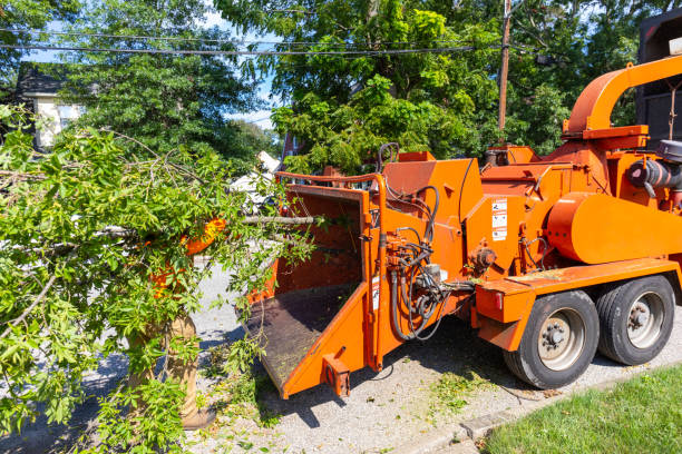 Best Stump Grinding Near Me  in Eudora, KS